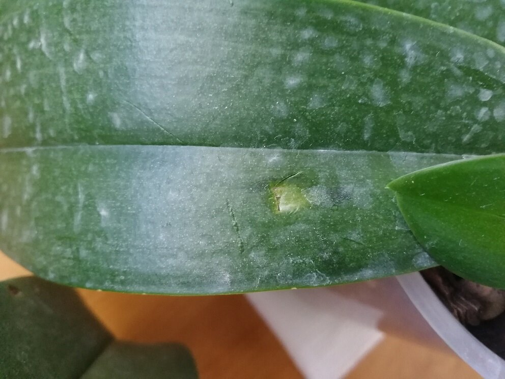 Лист, получивший травму от старого цветоноса