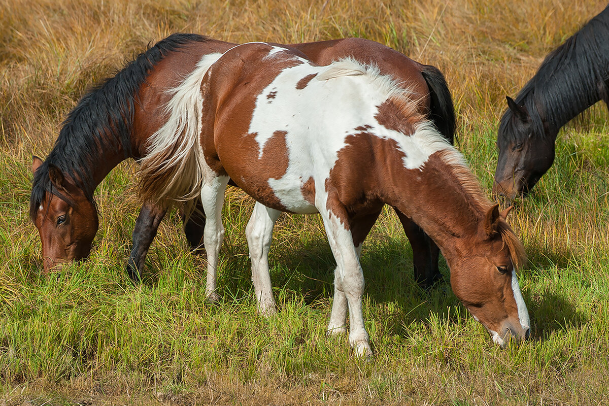 Посмотрите на эту лошадку с двух сторон! Что видите вы?