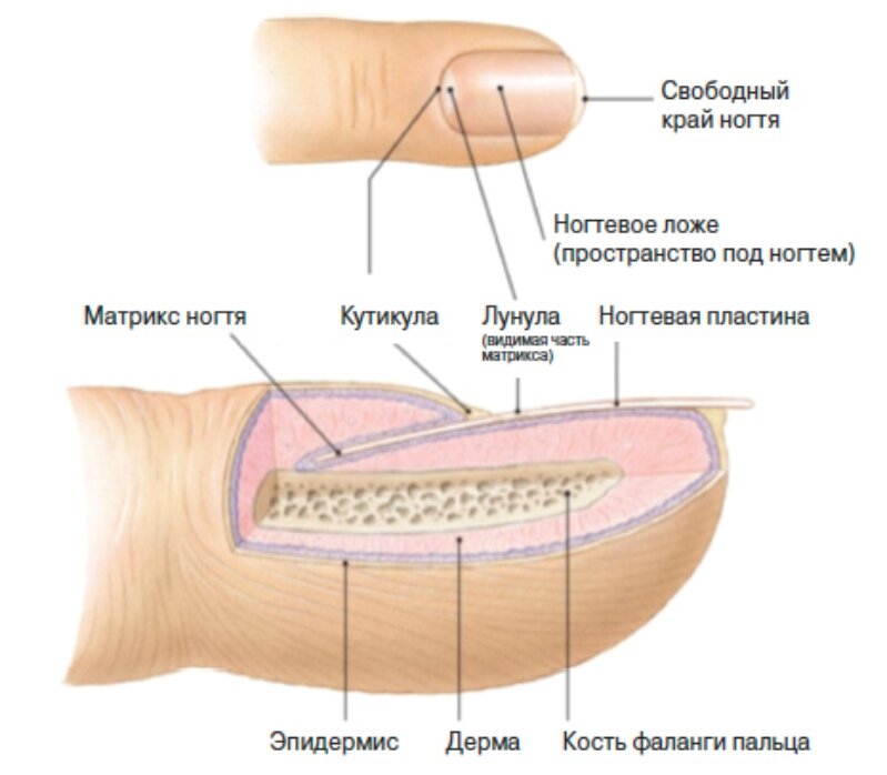 Строение ногтя и ногтевой пластины для мастера маникюра картинка с описанием