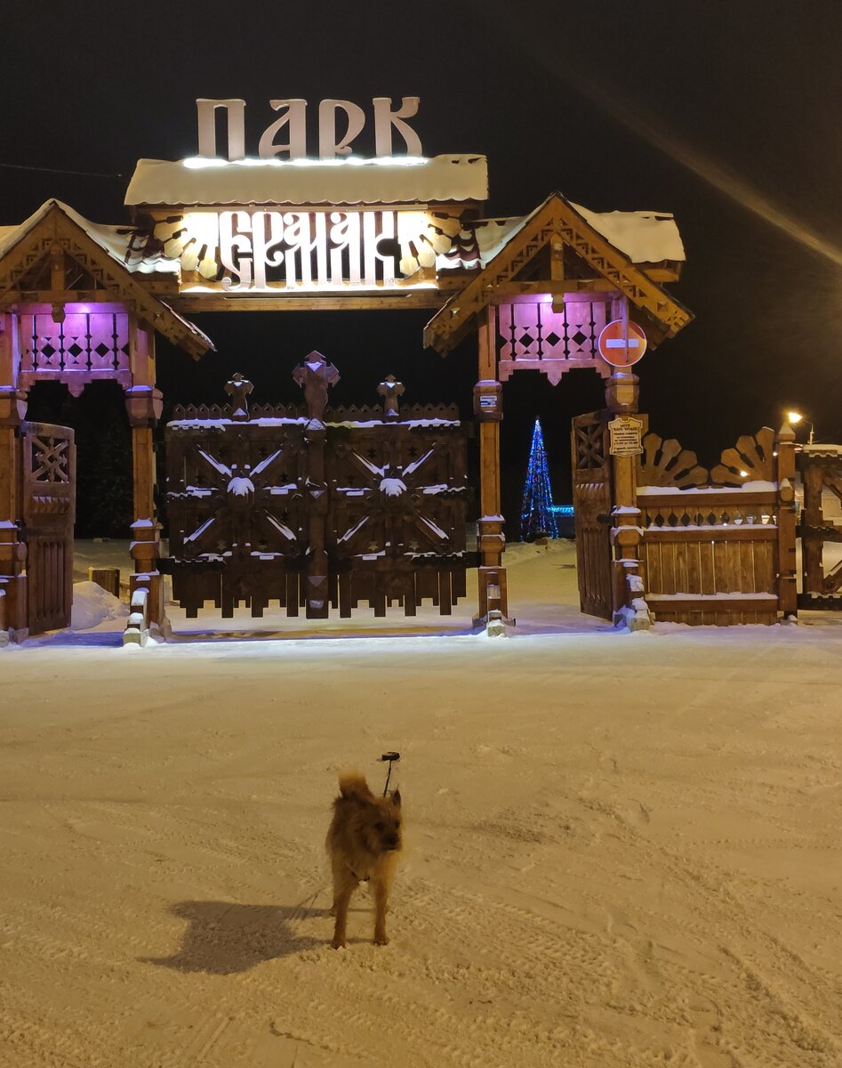 Пошёл в парк искать ёлочку 🎄