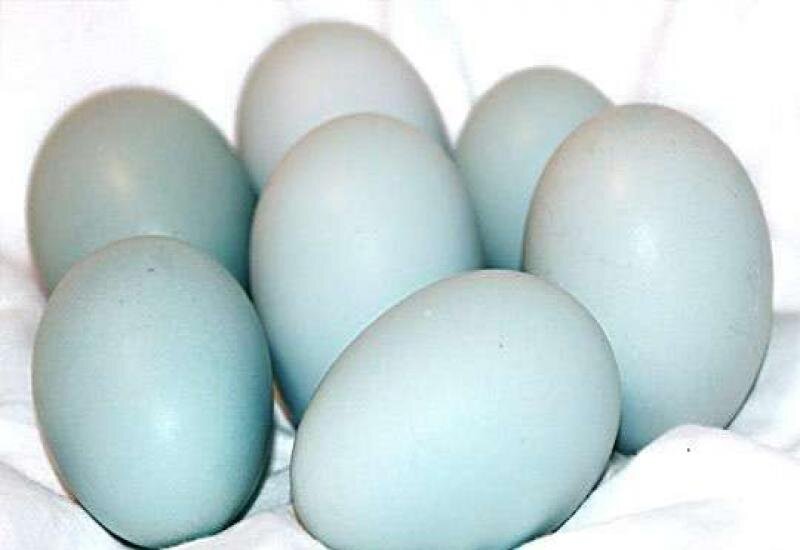 Какая порода кур несет голубые и зеленые яйца фото