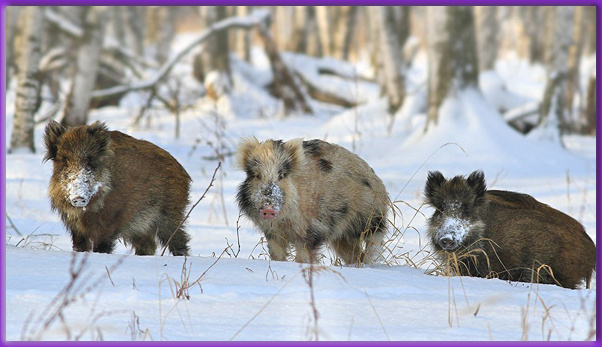 Три поросенка реально существуют