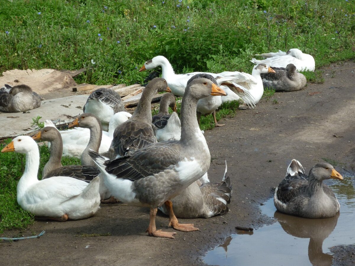 Гуси из деревни Смолино. Фото автора