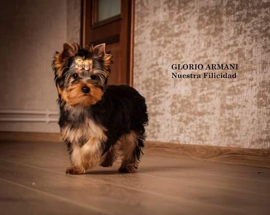 Фотосессия еще у заводчика.