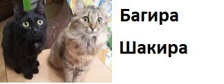 Наши кошки)