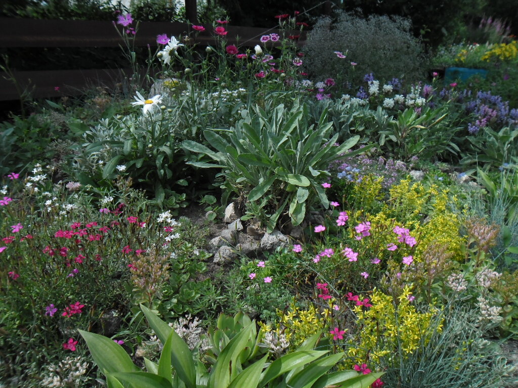 Так, теперь надо мою, так называемую горку засадить растюшками, посадила, посеяла, жду, когда все это вырастет и зацветет, выросло, зацвело, вроде бы нормально, но что не устраивает, ага думаю, на следующий год уберу  ромашку, она тут не смотрится и что вы думаете, до сих пор переделываю, в этом году думаю опять все кардинально изменить, потом покажу вам, дорогие мои друзья )