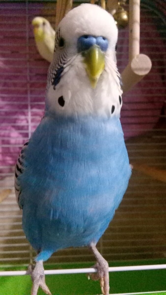 На фотографии изображён мой гордый попугай Тоша. А на заднем плане- Мася.