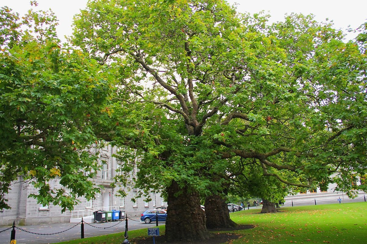 Фото взрослого Platanus Orientalis