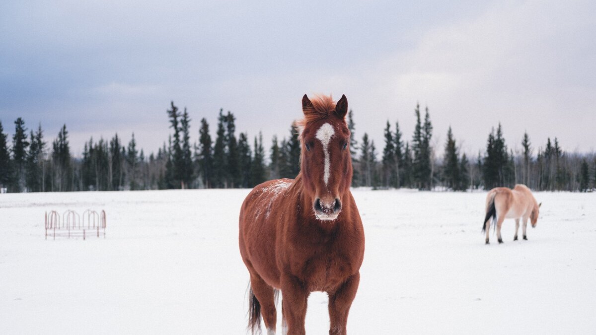 Фото из открытого источника.