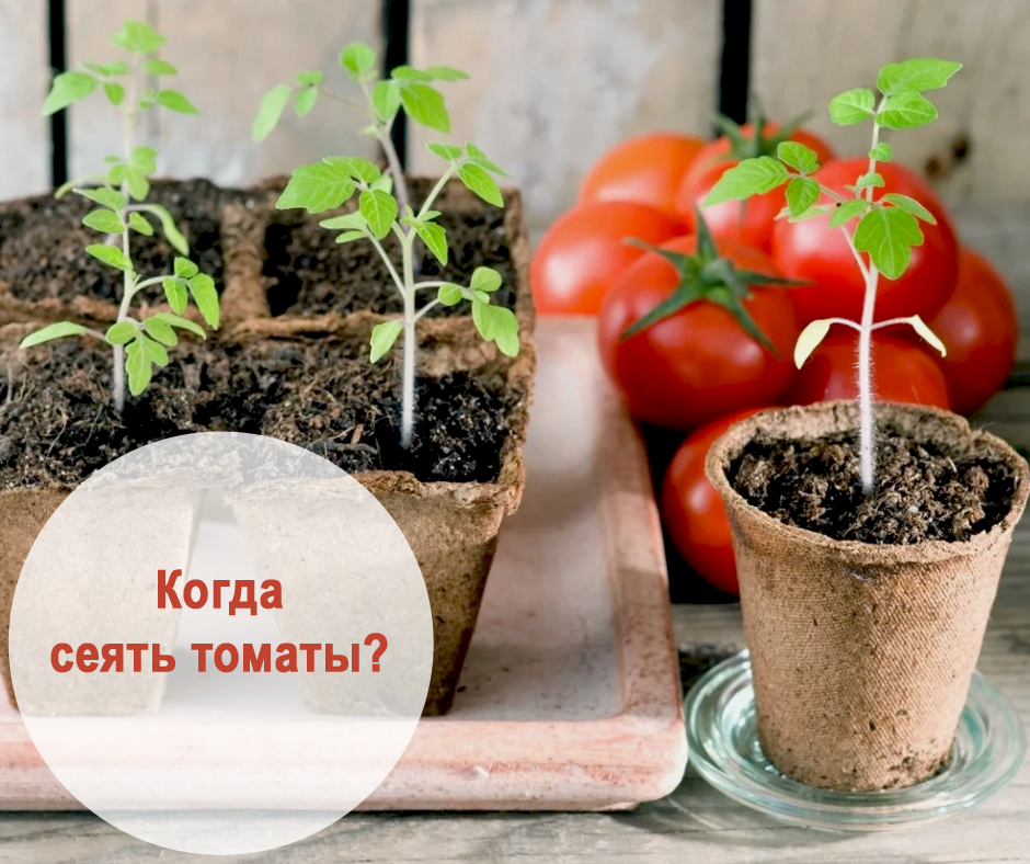 Посев помидор на рассаду в подмосковье 2024