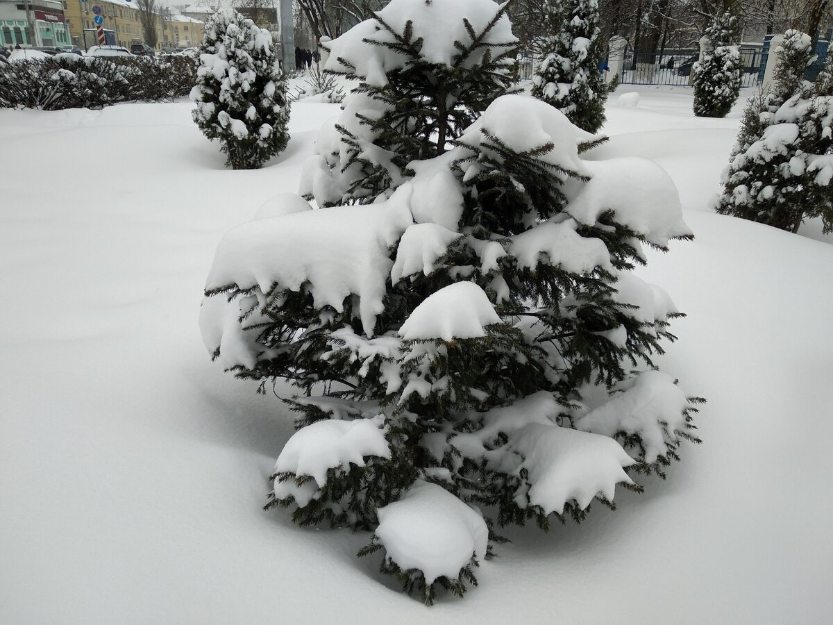 заметённые ёлочки, сейчас их, должно быть, вообще не видно)