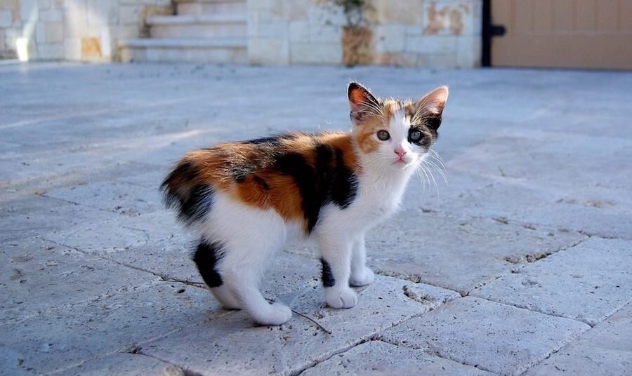 Особенно забавно выглядят котятки