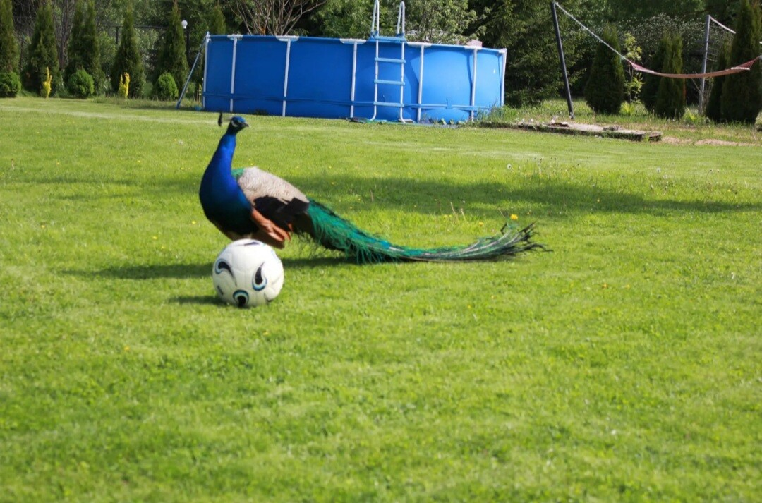 Любимец Гошка-футболист...))