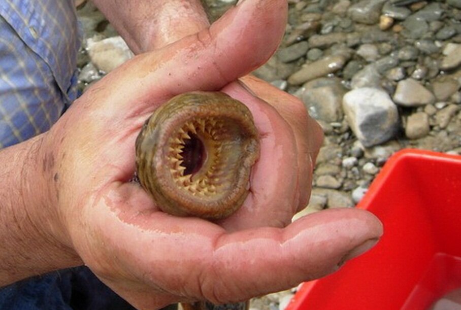 Минога. Фото из открытого источника