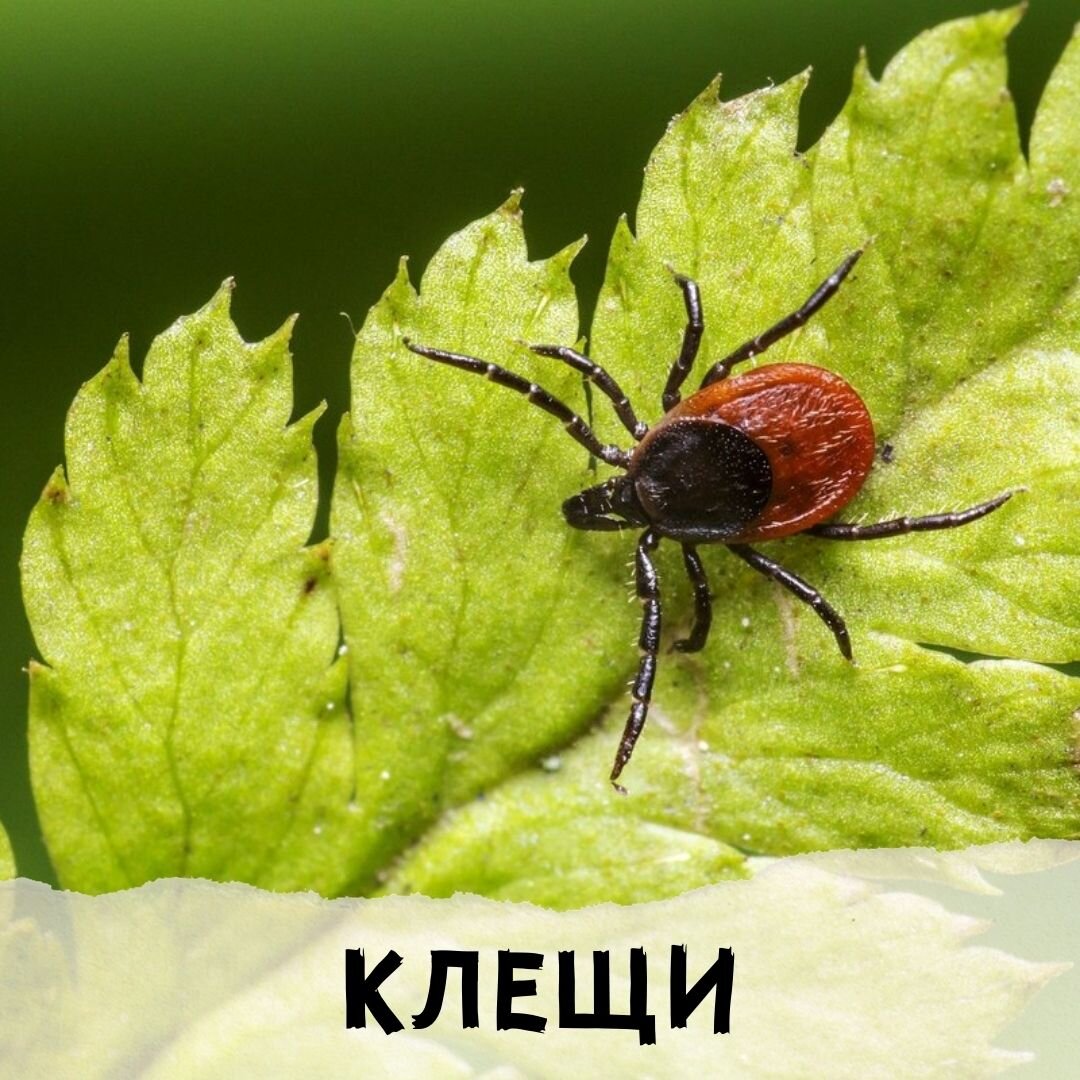 Клещ