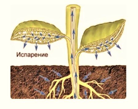 Транспирация