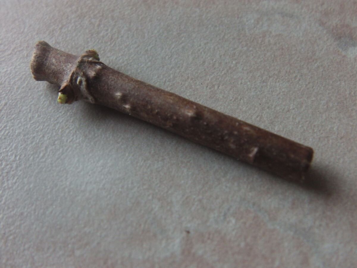 Черенок гортензии на одну почку. Фото автора