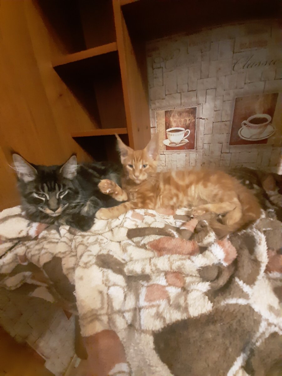 Кунятки-тарахтятки.