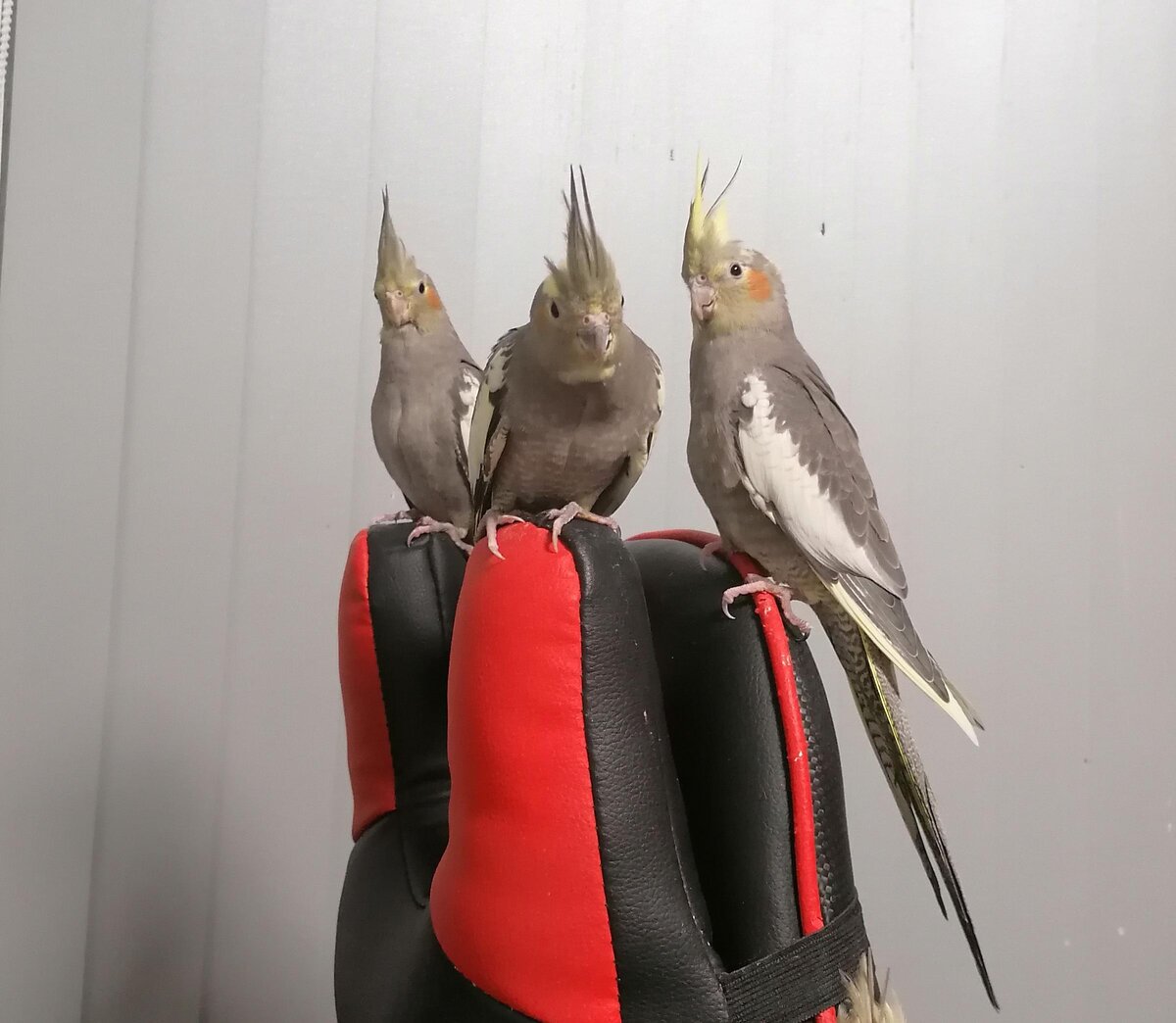 Пол товарищей из троицы оставался под вопросом. Фото автора.