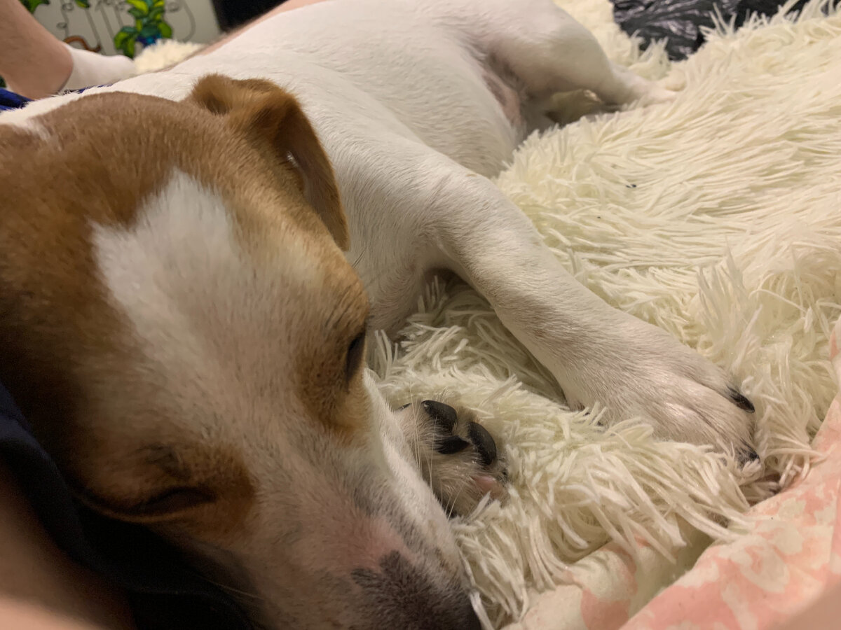 Кстати, сыпется только белая шерсть, а вот коричневая почему то нет.