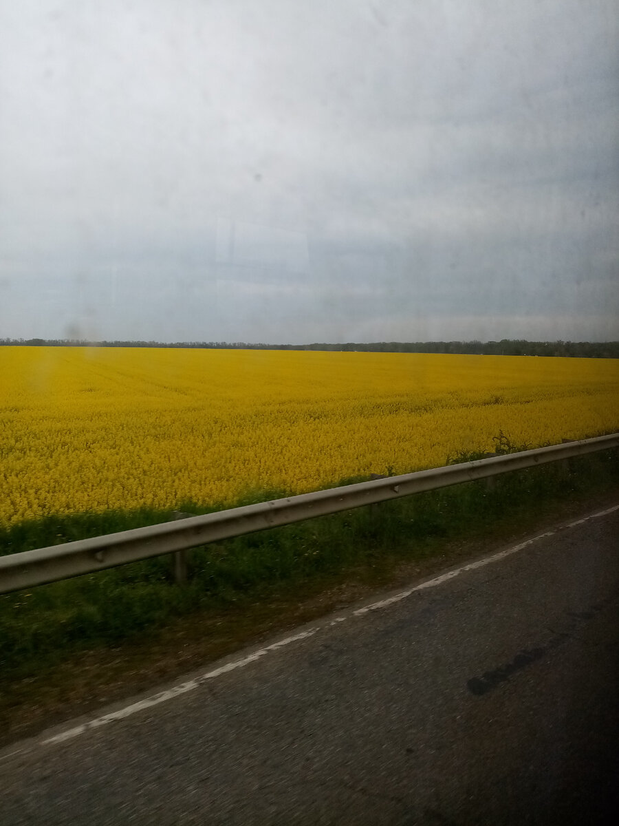 Трасса между Выселками и Тихорецком. Поле цветущего рапса. 