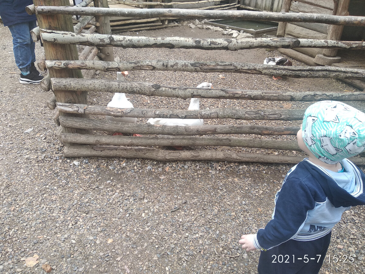 Вадя. Наверное, ищет новую мамочку