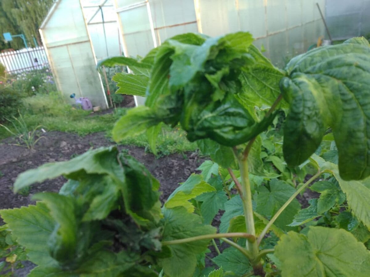 Вот так скрутились листья на макушке куста. Фото автора.