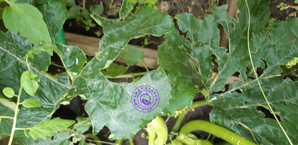 Листья после града, я их еще не все оборвала.