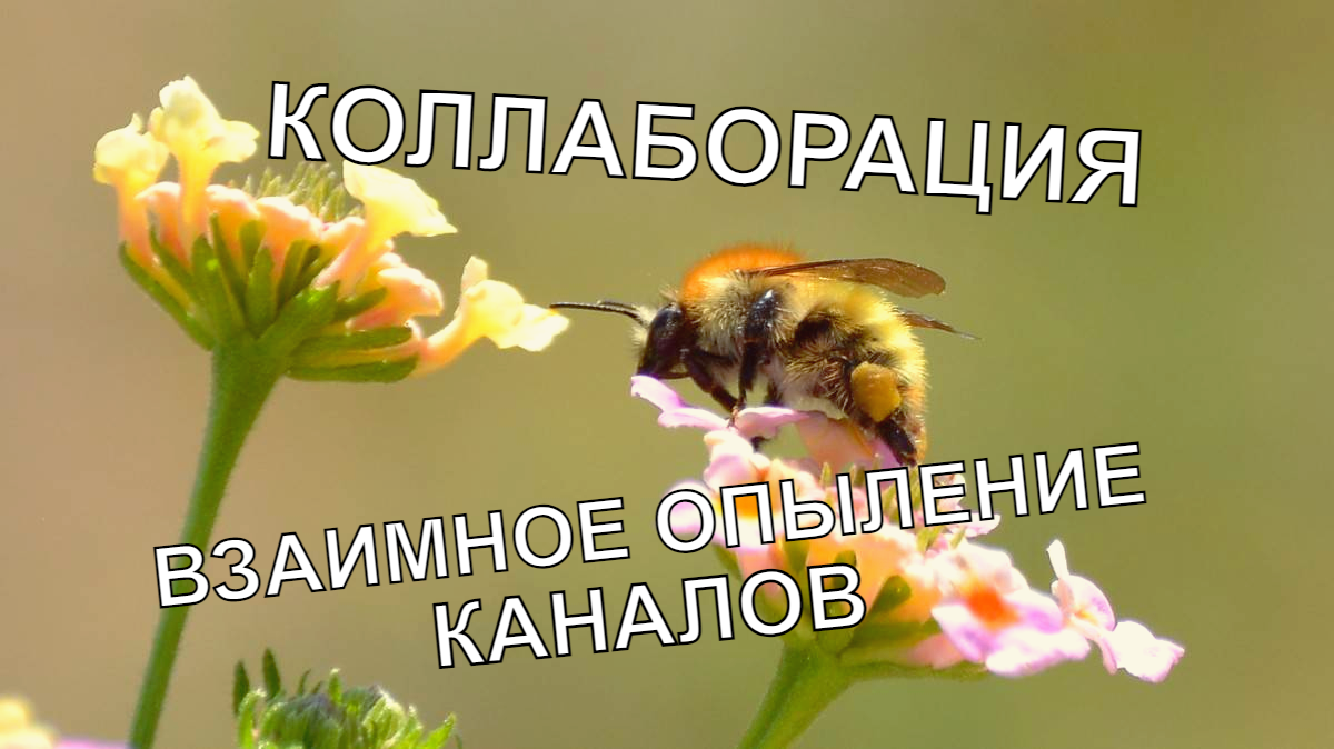 Коллаборация в Дзене. Фото из открытых источников