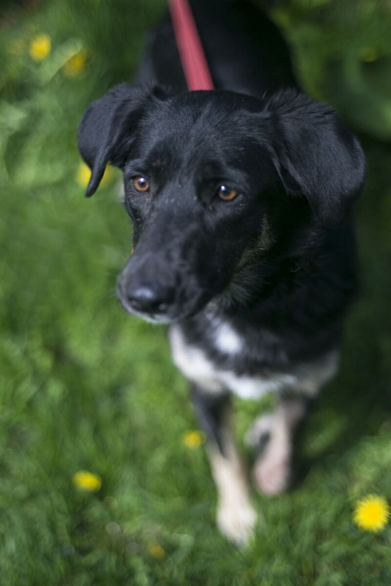 Удивительно, что такой симпатичной собаке тогда так никто и не позвонил