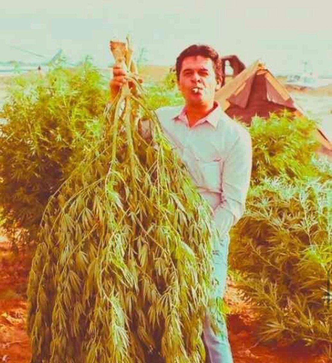 Кики с кустом сенсемильи на Ранчо Эль Буфало