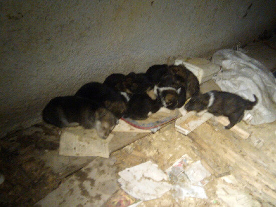     Фото: Фото: «ЗооСпас» / Vk.com