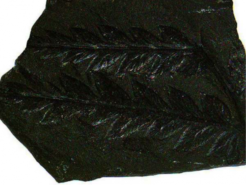 Отпечатки растений на камнях. Каменный уголь из папоротников. Каменный уголь из папоротников. Каменный уголь из папоротников. Отпечатки листьев папоротника на каменном угле.