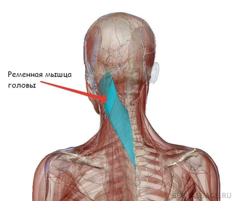 Лечебный массаж в Киеве — цена на курс лечебного массажа спины и всего тела | Лазерхауз