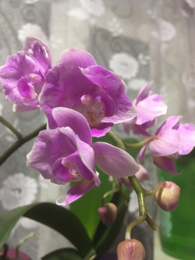 Уже почти букет. Мультифлора