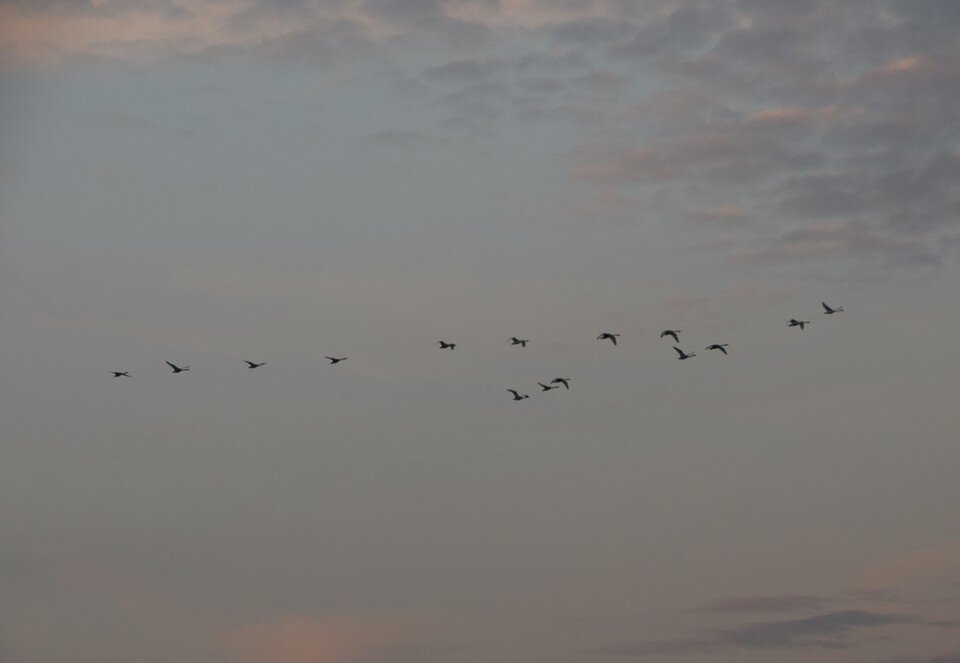     Долина Дона является местом пролета многих диких водоплавающих птиц, в том числе лебедей, уток и гусей. Анастасия ТАЛЫЗИНА