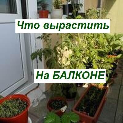 что посадить на балконе