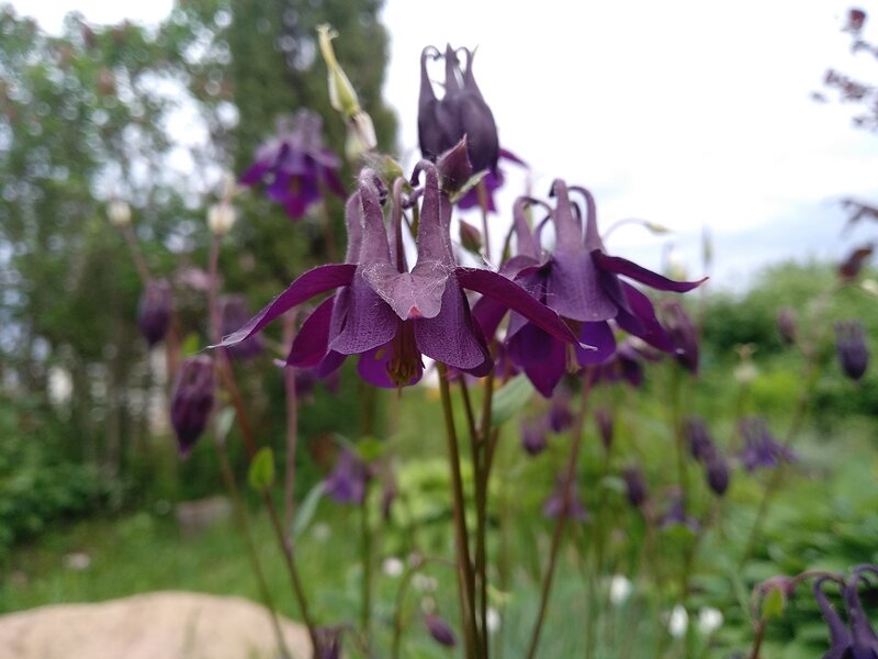 Аквилегия на даче в 2021 году. Теперь растёт на участке у дома