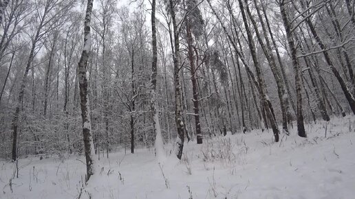 Прогулка в заснеженном лесу