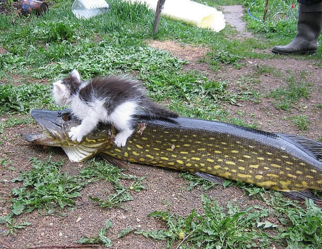 Мотиваторы коты и рыбы