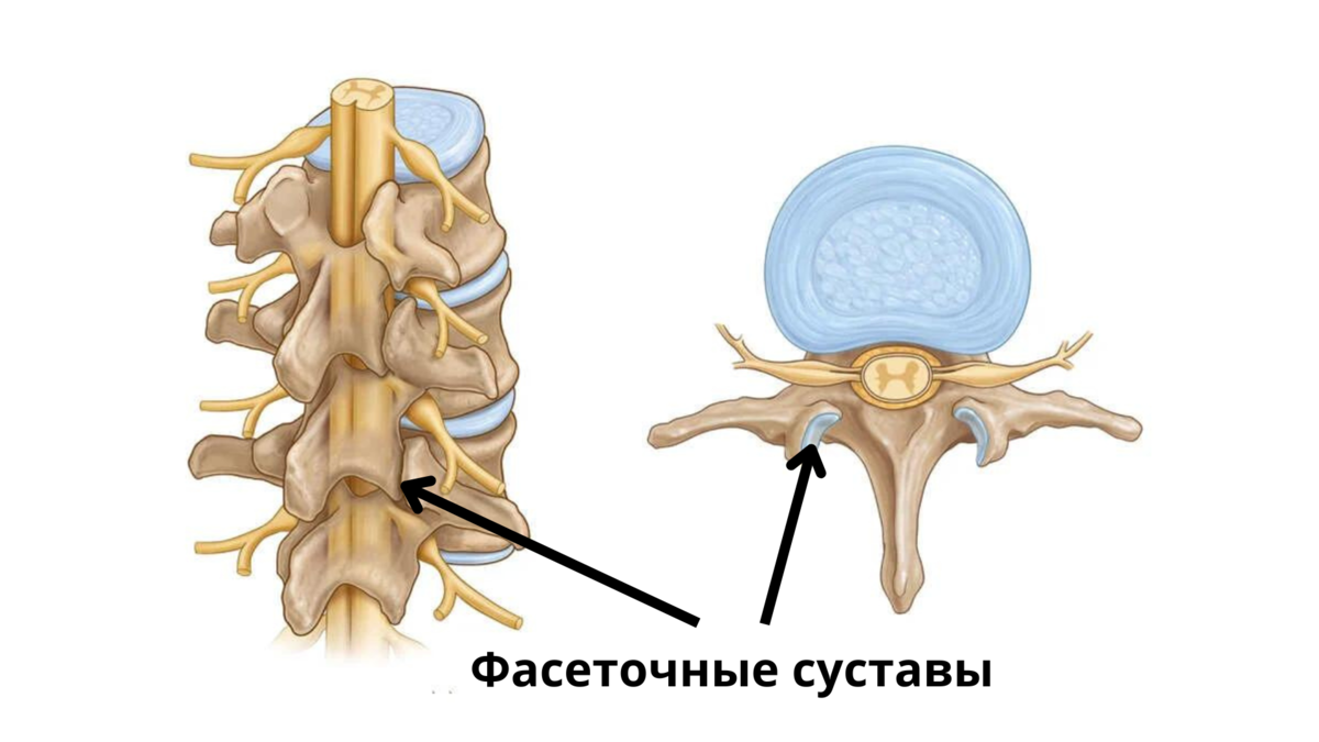 Фасеточные суставы позвоночника картинки