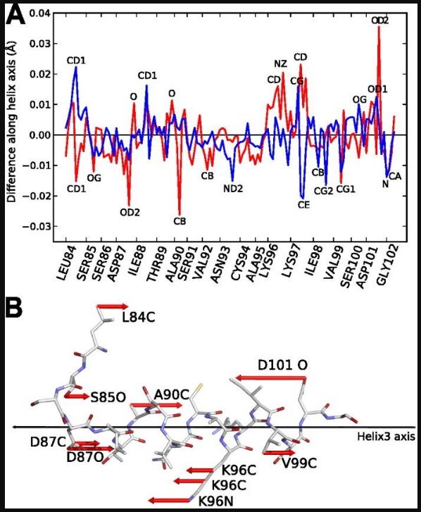 Зафиксировано изменение положения атомов в структуре белка лизоцима в ответ на терагерцовое излучение, спроецированное на продольную ось спирали.