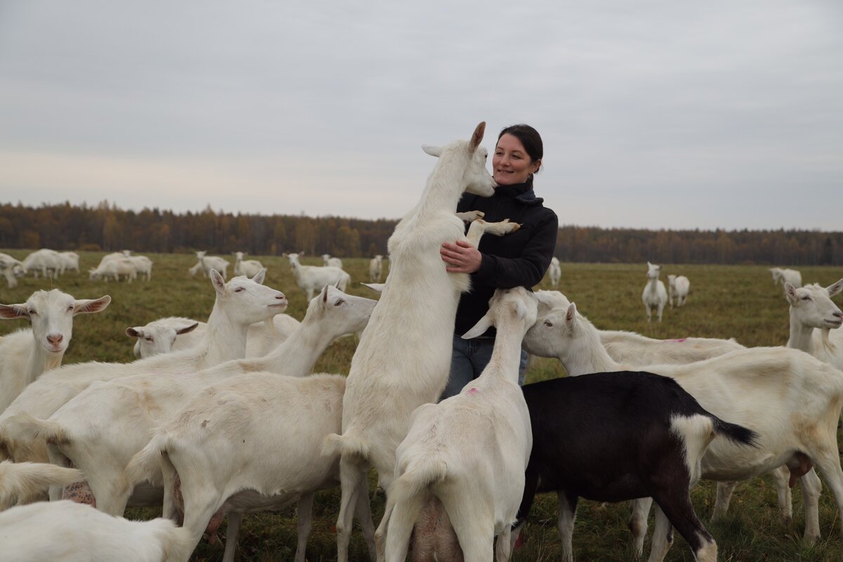 Чистопородное разведение коз зааненской породы