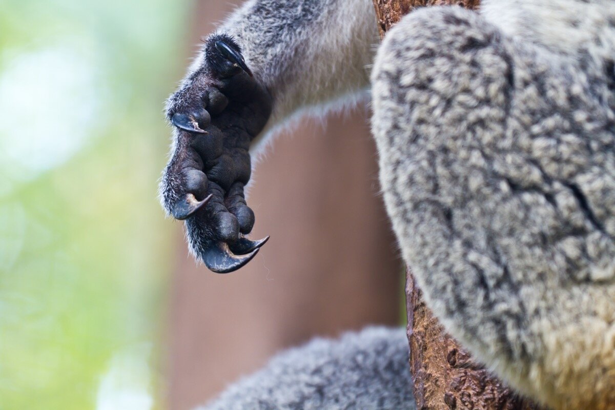 Культура животных. Копыта коала. Koala hand.