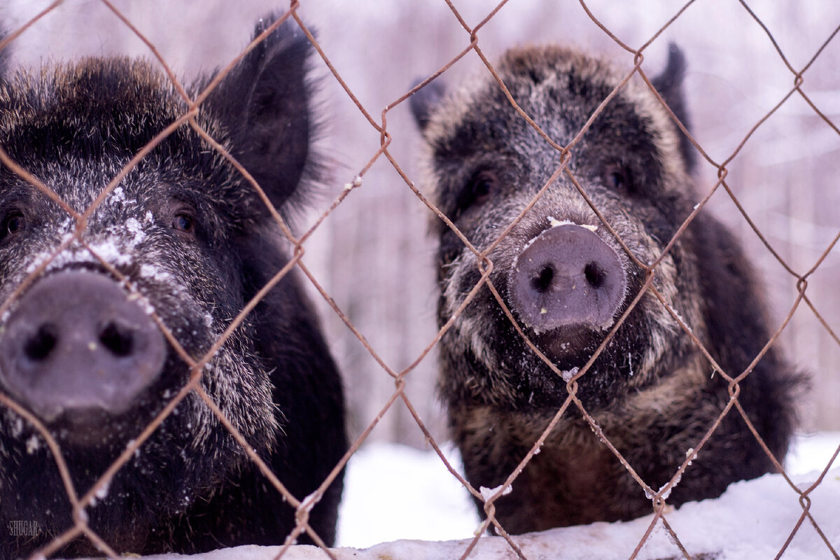 Тимон, ты ли это?