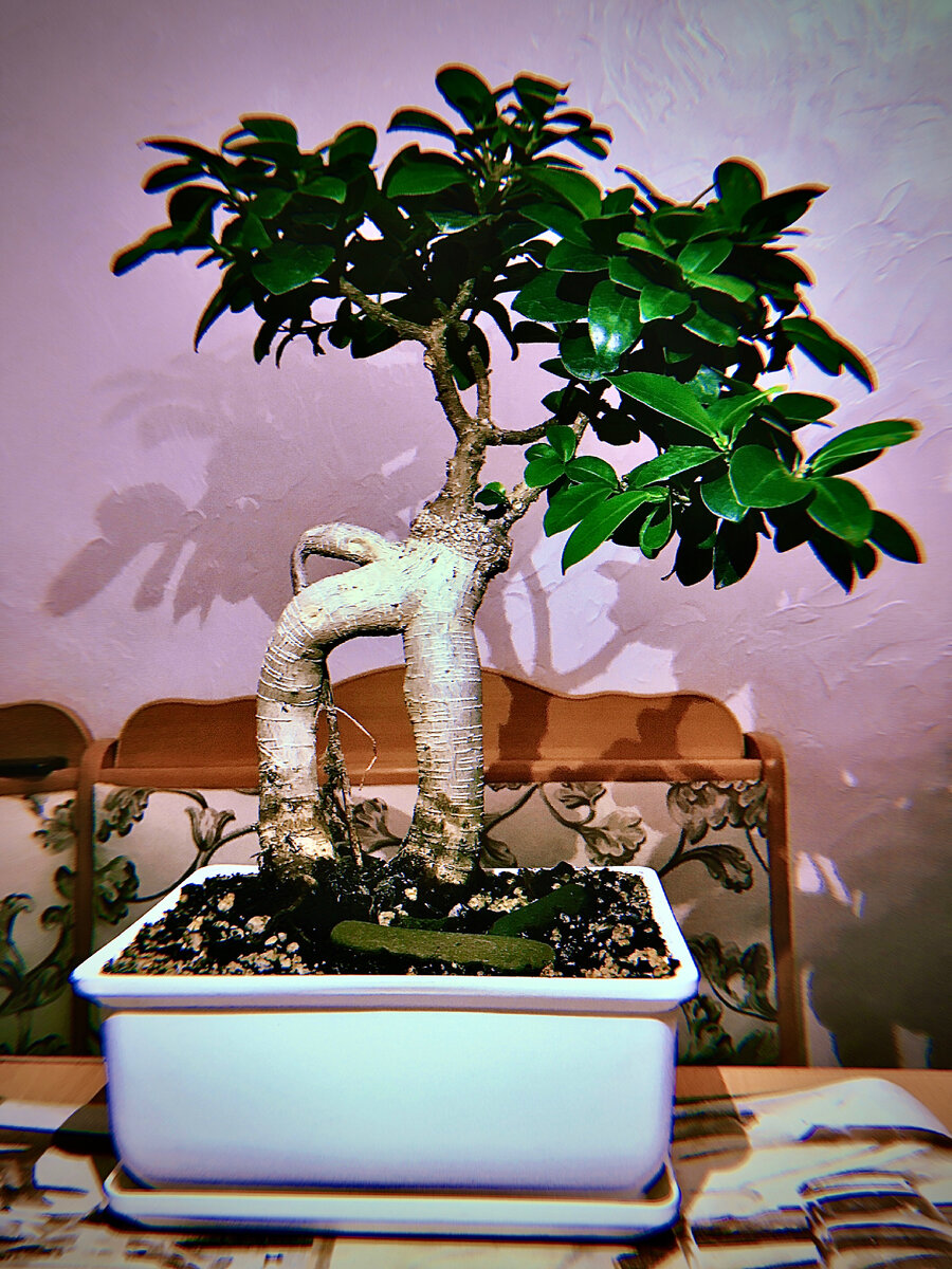 Решено перевести фикус в первую глубокую плошку