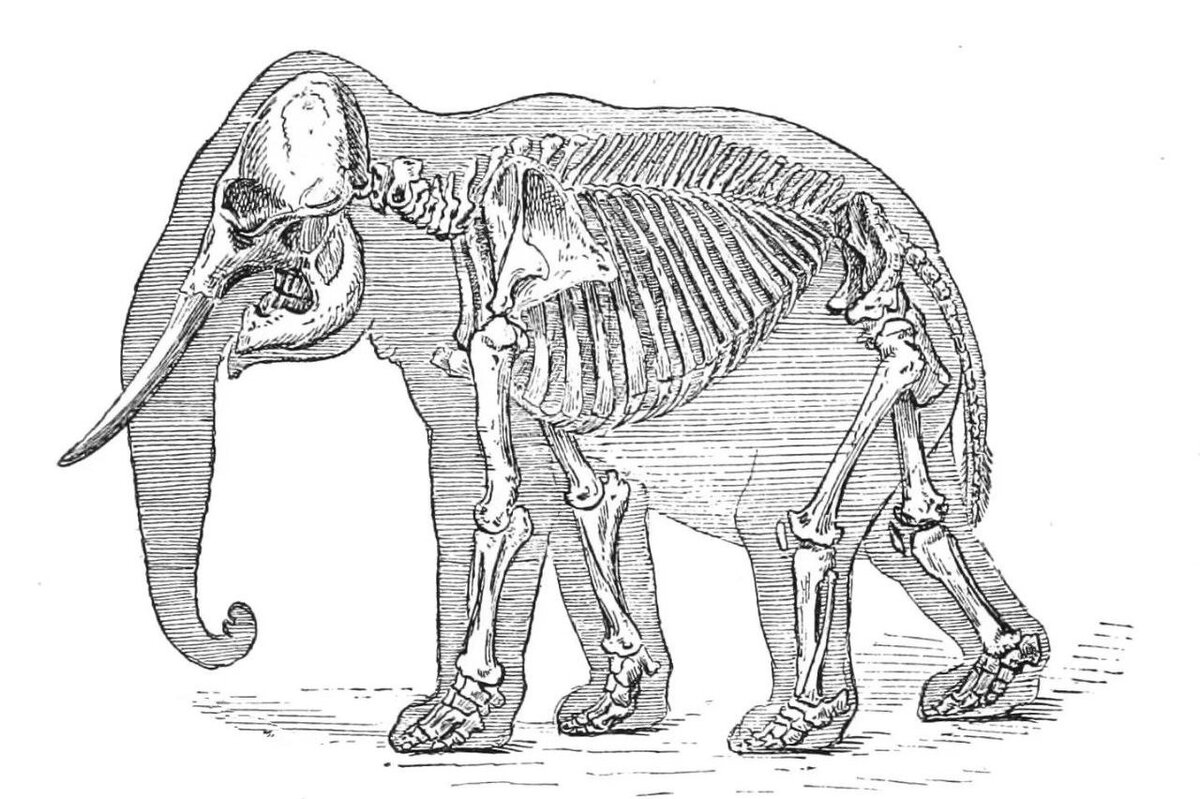     Жуткая ошибка эволюции или точный расчет: а вы знали, что слоны ходят на "каблуках"?