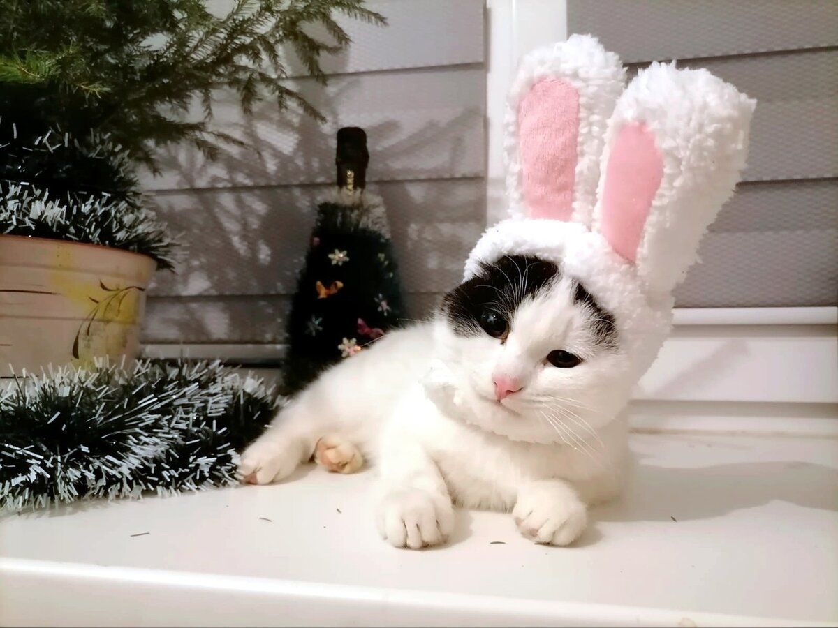 Котенок Кузя повзрослел и делиться с нами мудростью