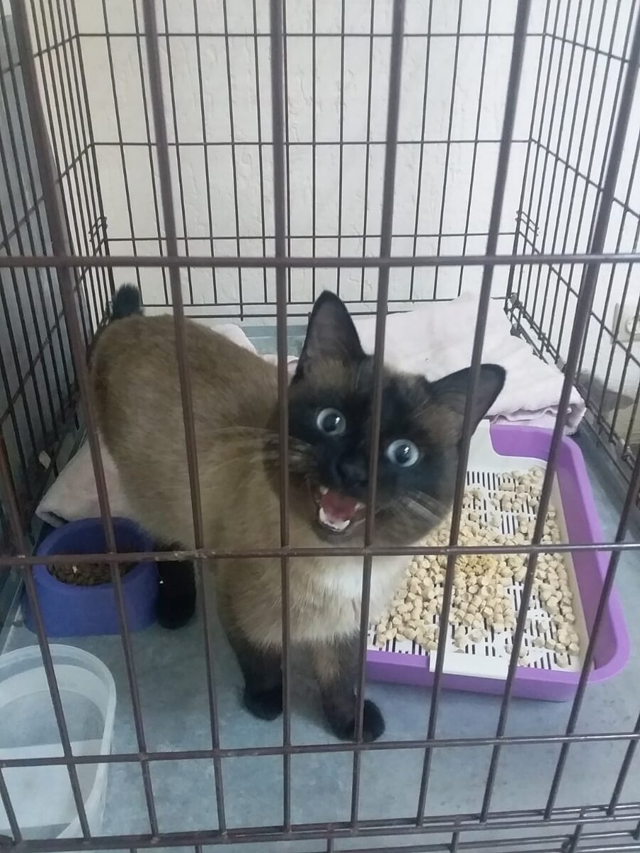 Клаус