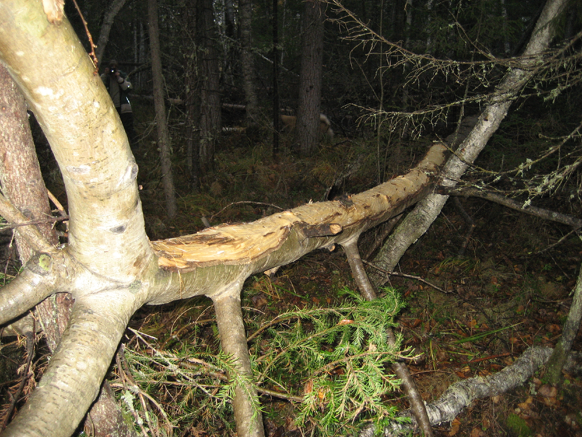 Осина - основной корм лося